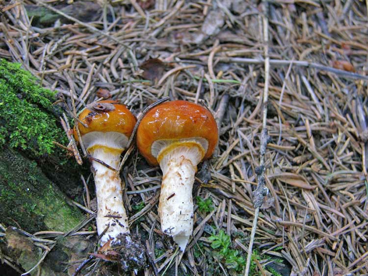 Quiz..n�9,quando l''arancio...